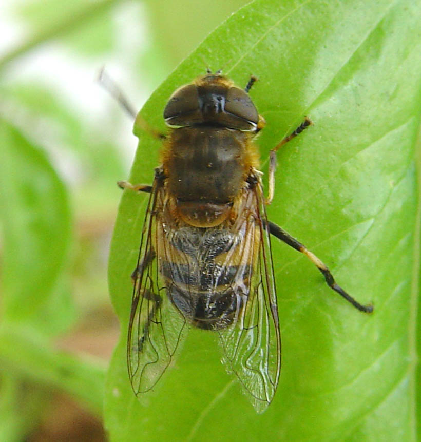 Galleria di Sirfidi (Epistrophe eligans?)